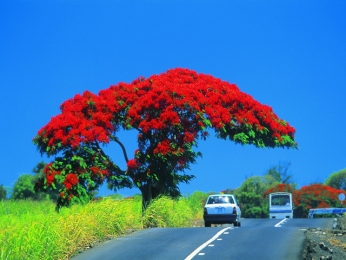 Транспорт и передвижение по Маврикию
